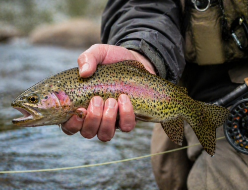Runoff & Rainbows: Cracking the Code to Spring Fly Fishing in Estes Park